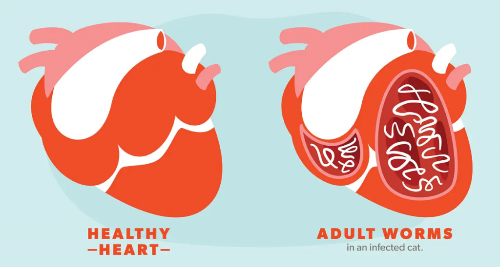 Heartworm disease in Cats