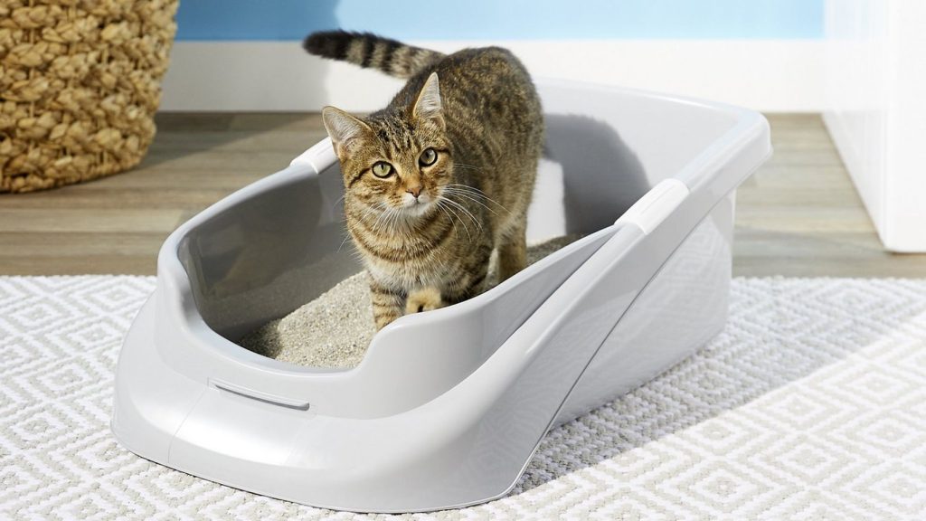 cat friendly litter box