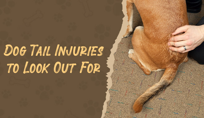 Dog Tail Injuries to Look Out for | DiscountPetCare