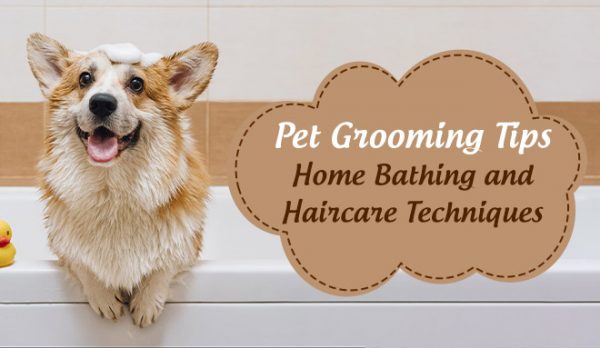 Pet Grooming Tips