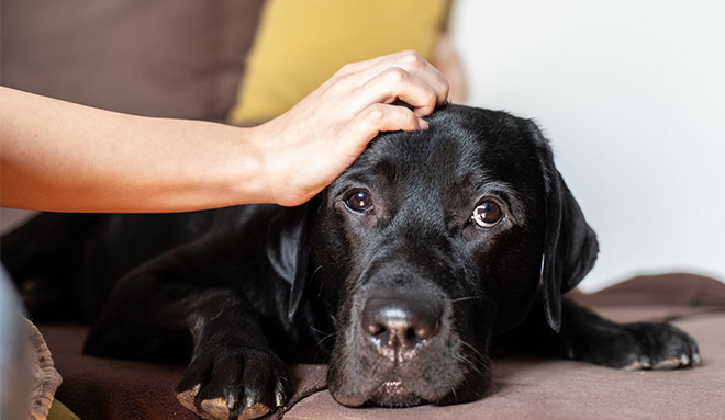 A Sad Dog