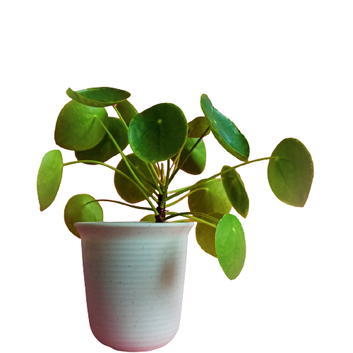 Chinese money plant's 