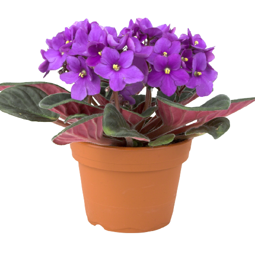 African Violet