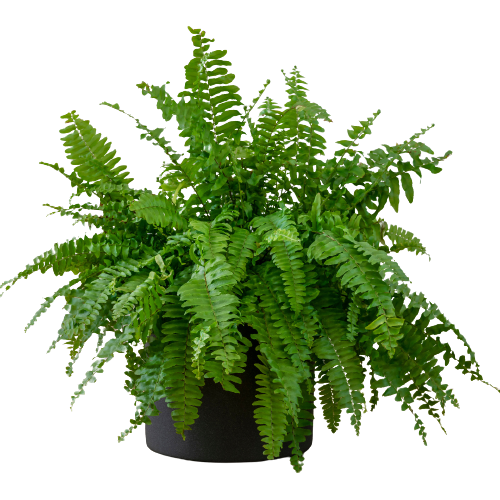 Boston fern 