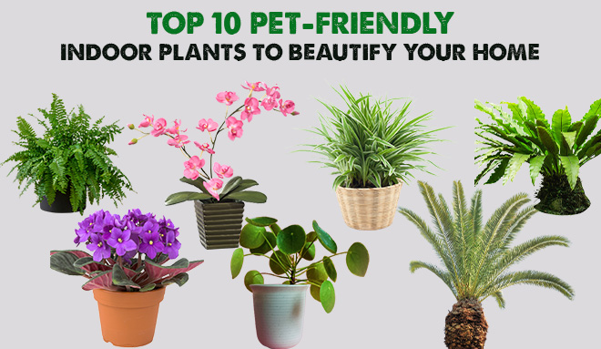 Top 10 Pet-Friendly Plants to Beautify your Home