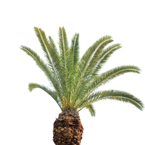 date palms