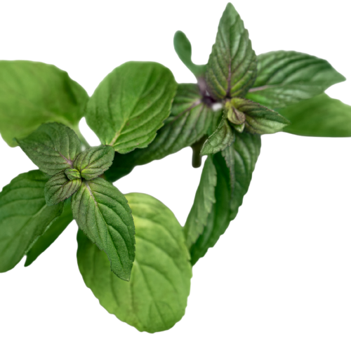 Herbs