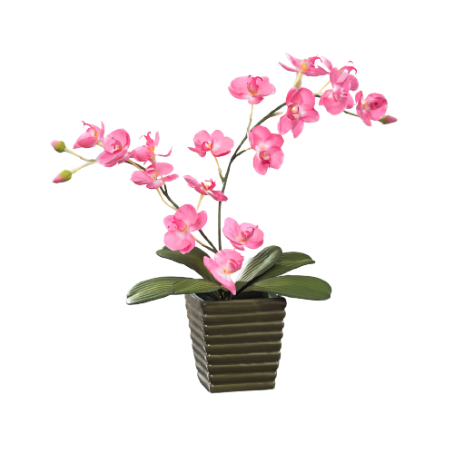 Orchids