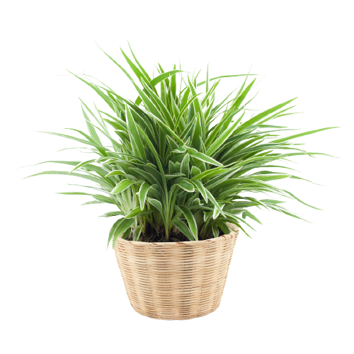 spider plant 