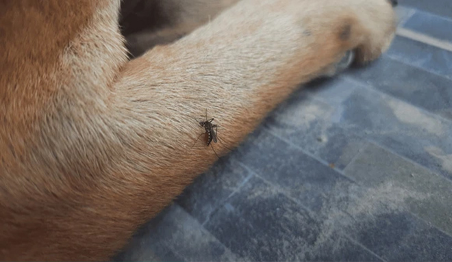 mosquitoes Are Now Year-round Threat