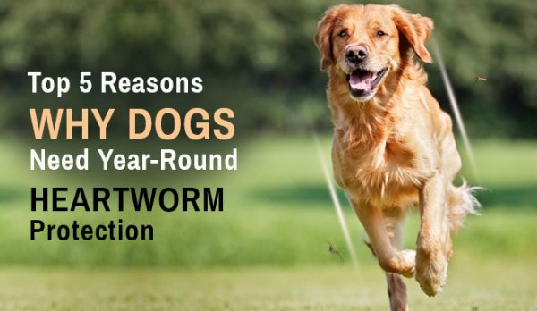Heartworm Protection