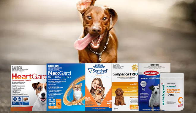 Heartworm Disease is Preventable
