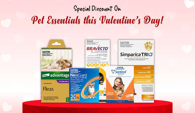 Valentine's Day Sale 2024