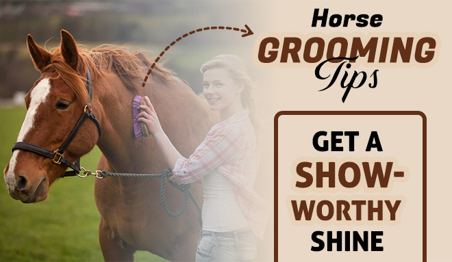 Horse Grooming Tips: Get a Show-worthy Shine