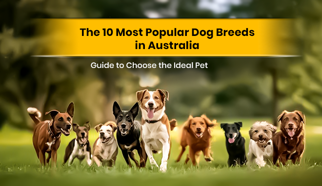 The 10 Most Popular Dog Breeds in Australia: A Guide to Choose the Ideal Pet