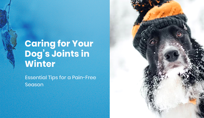 Caring for Your Dog’s Joints in Winter: Essential Tips for a Pain-Free Season