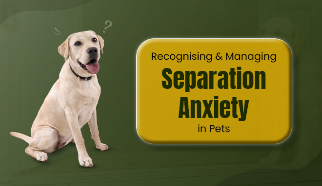Recognising & Managing Separation Anxiety in Pets