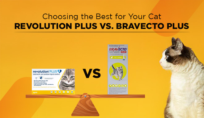 Choosing the Best for Your Cat: Revolution Plus vs. Bravecto Plus