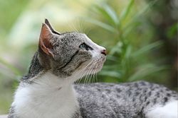 Domestic Shorthair/Medium Hair/Long Hair (aka Moggies)