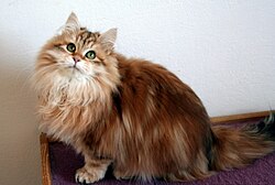 Siberian