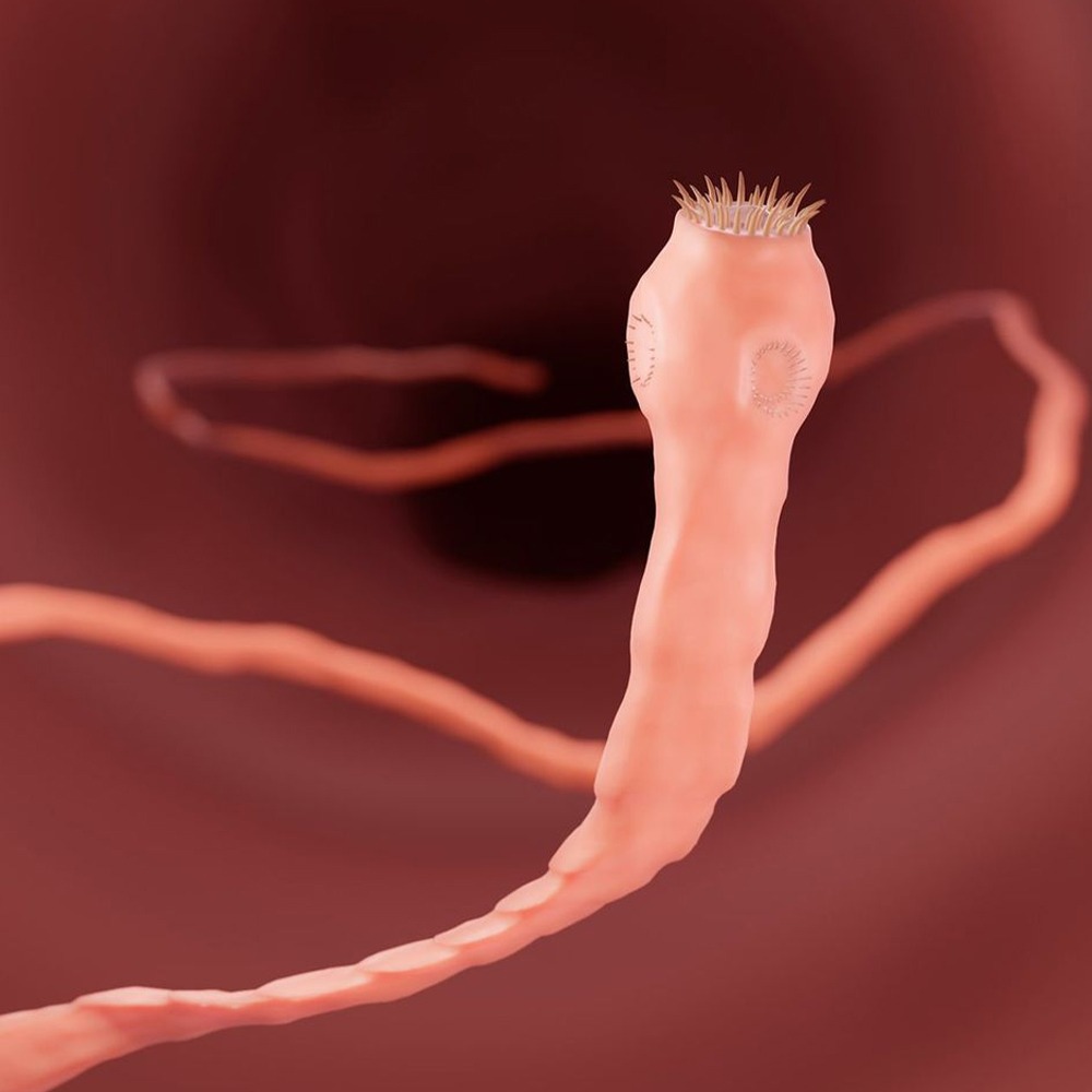 Tapeworms