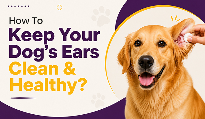 How to Keep Your Dog’s Ears Clean & Healthy?