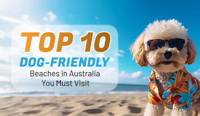Top 10 Dog-Friendly Beaches in Australia You Must Visit