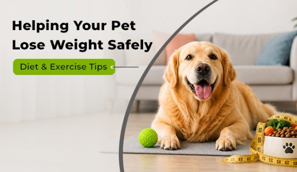 Helping Your Pet Lose Weight Safely – Diet & Exercise Tips