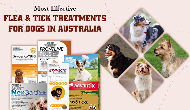 Most Effective Flea & Tick Treatments for Dogs in Australia
