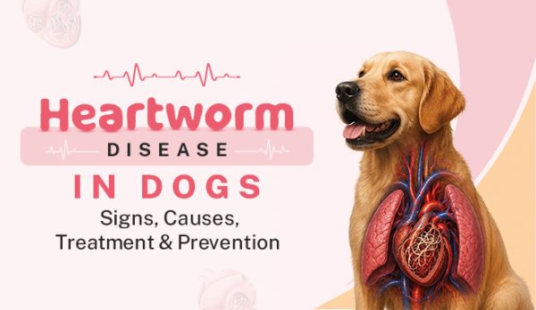 Heartworm Disease in Dogs