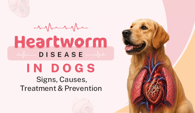 Heartworm Disease in Dogs: Signs, Causes, Treatment & Prevention
