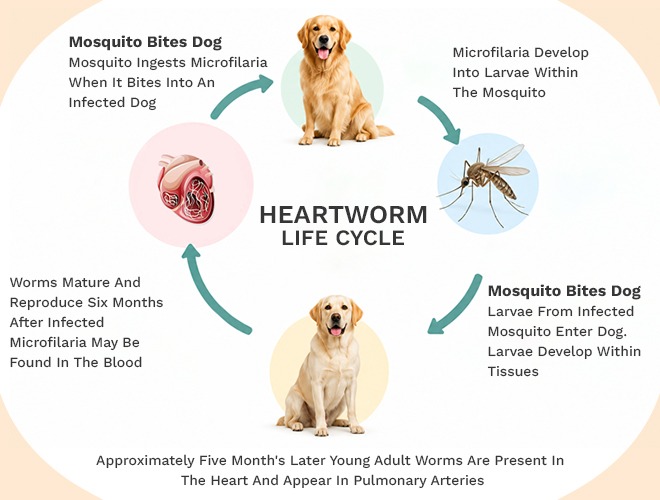 Heartworm Lifecycle