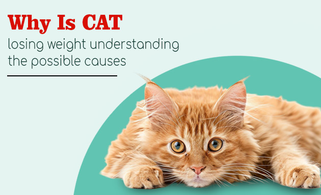 Why Is My Cat Losing Weight: Understanding the Possible Causes