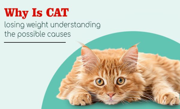 Why Is My Cat Losing Weight: Understanding the Possible Causes