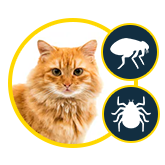 Flea & Tick Control