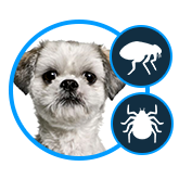 Flea & Tick Control